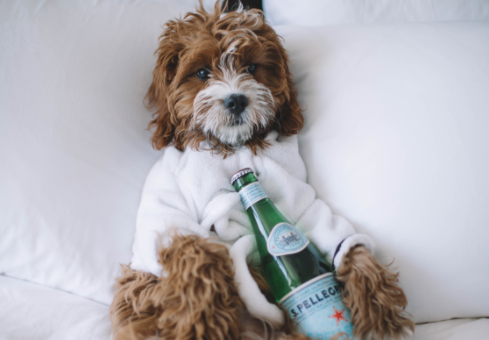 Notre appart'hôtel accepte les animaux de compagnie Chamonix